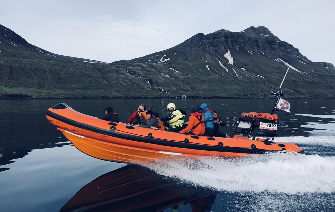 Golden Eiders abenteuerliche Island-Expedition auf der Suche nach der besten Eider-Daune